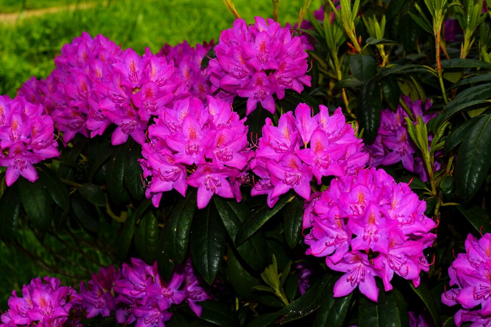 Purple tender beautiful