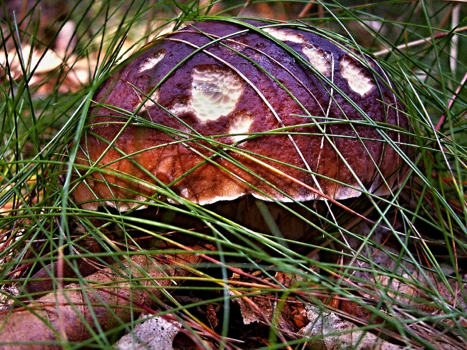 Grass dry foliage