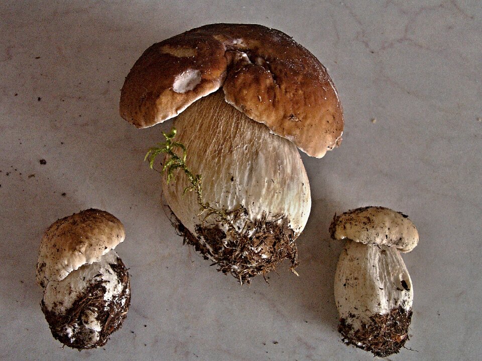 Unadjusted boletus edible