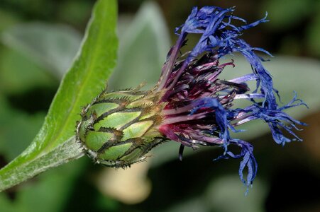 Nature flowers wild flower