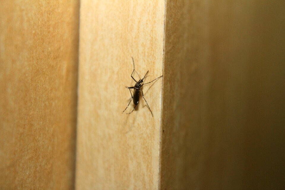 Mosquito dengue fever aedes