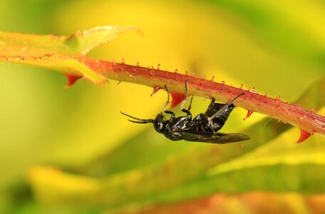 Fly flight insect probe photo