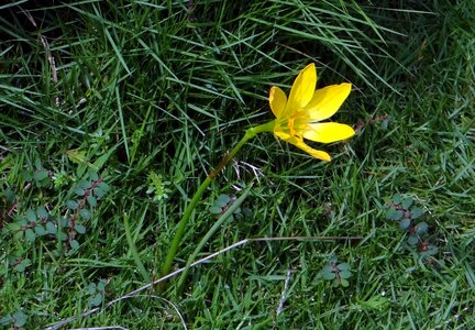 Zephyranthes candida amaryllidaceae rainlily