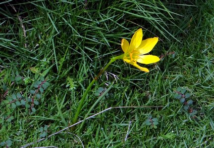 Zephyranthes candida amaryllidaceae rainlily photo