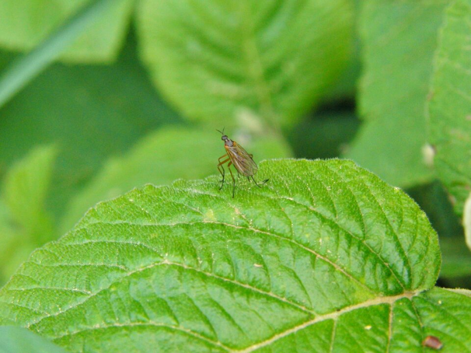 Proboscis wilderness animals