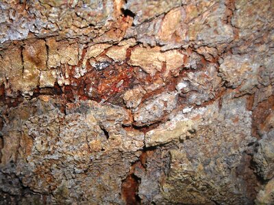 Wood jackfruit dry