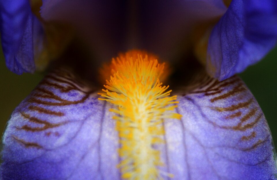 Close up macro pollen