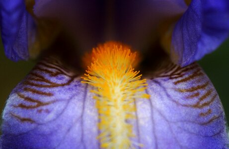 Close up macro pollen photo