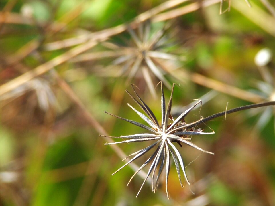 Outdoor outside wild plant