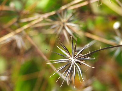 Outdoor outside wild plant
