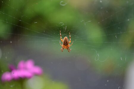 Cobweb rag web spiders photo