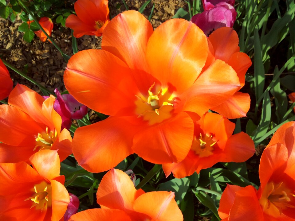 Ilsan flower show nature
