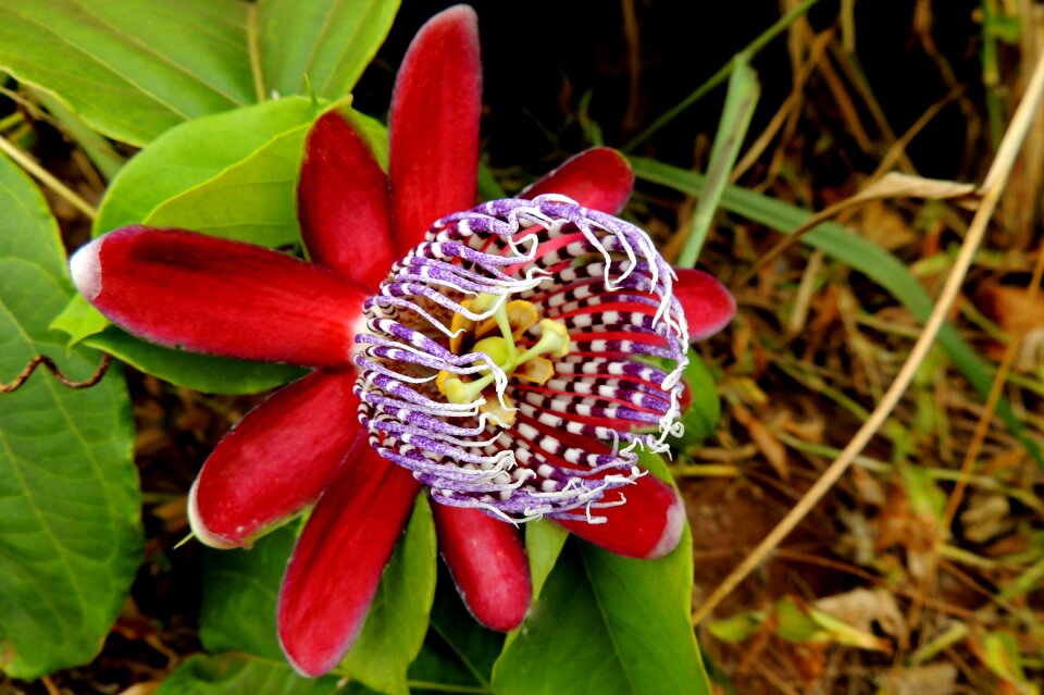 Passion fruit fruit passion flower