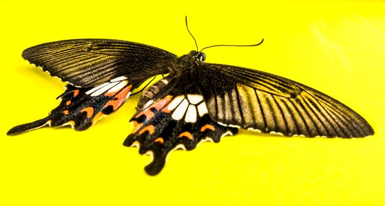 Butterfly insect Free photos