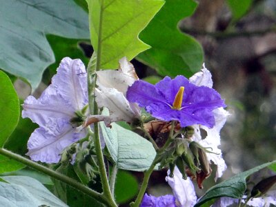 Violet solanum macranthum solanaceae