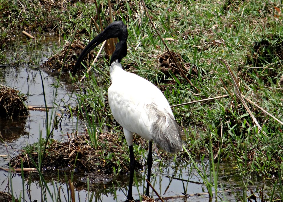 Threskiornis melanocephalus wader bird