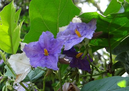 Violet solanum macranthum solanaceae