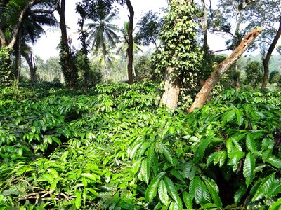 Coorg kodagu india photo