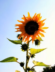 Bright large round