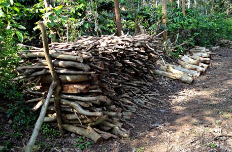 Forest kodagu india