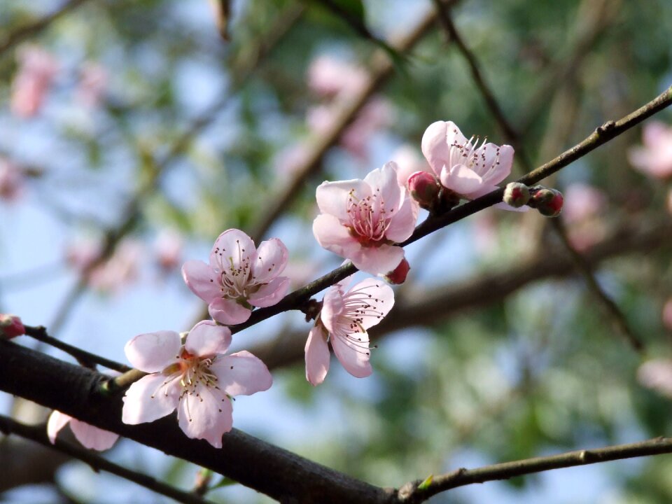 Spring bloom plant