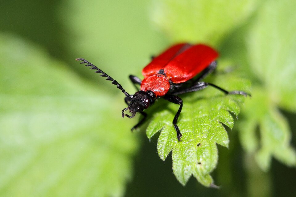 Beetle insect animals