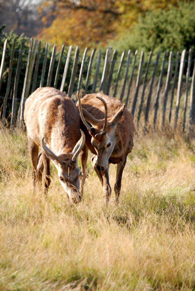 Wildlife stag antlers