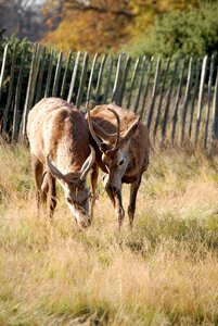 Wildlife stag antlers