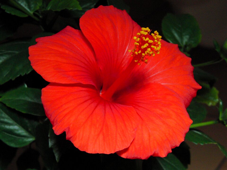Plant marshmallow mallow