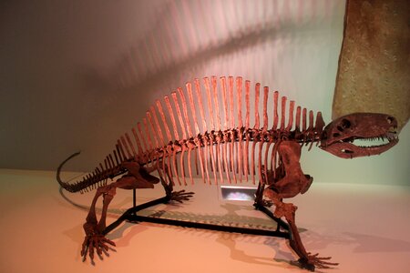 Fossils prehistoric jurassic photo