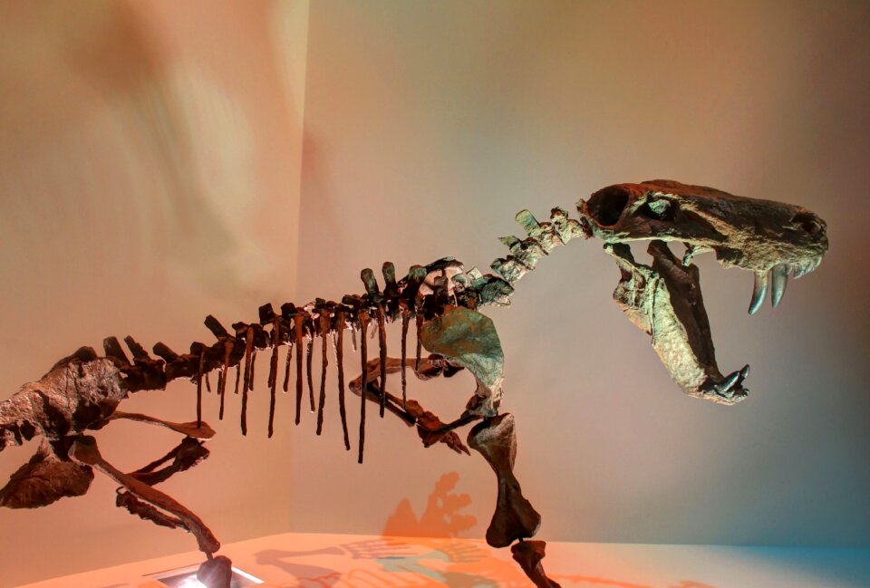 Bones fossils prehistoric