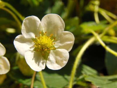 White spring fruit