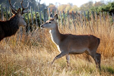 Cervus elaphus richmond park wildlife