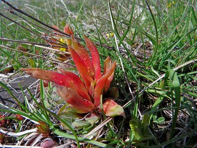 Accaule succulent mountain plants photo