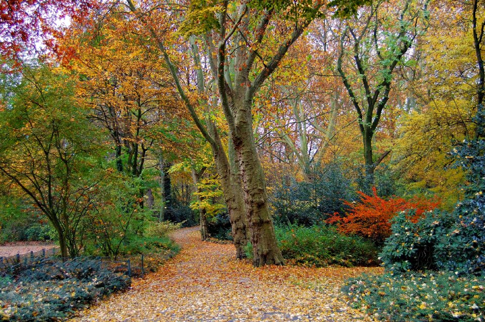 Trees shrubs colorful