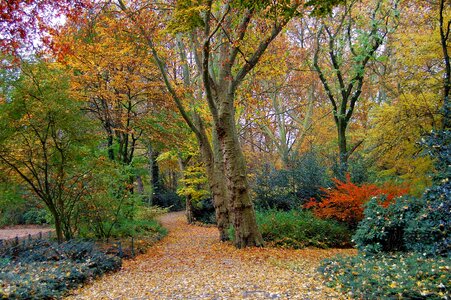 Trees shrubs colorful