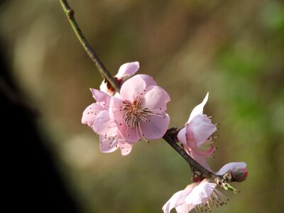 Spring bloom flowers