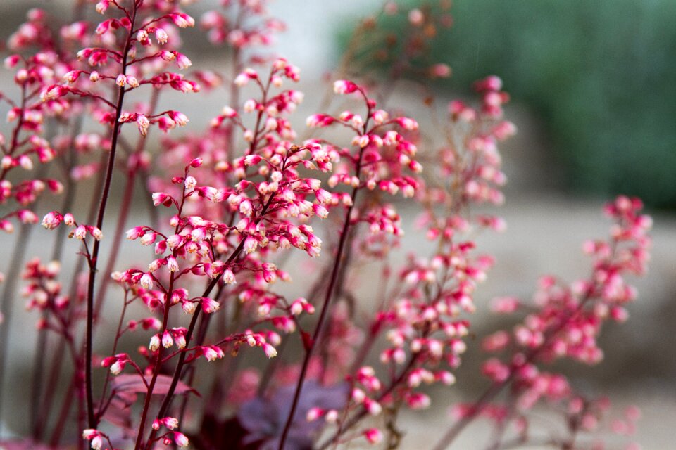 Flowers pink white