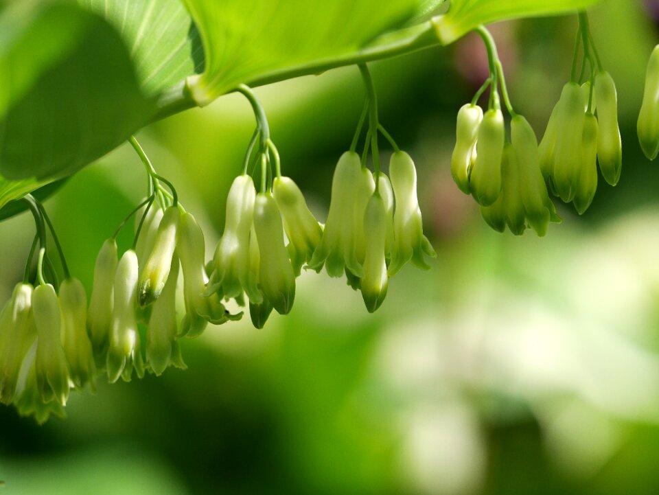 Green bokeh outside photo