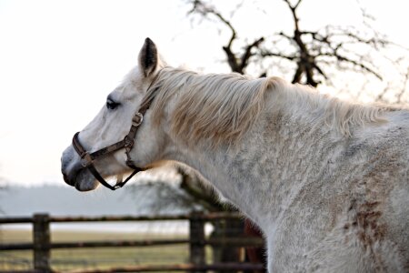 Mold horse head white