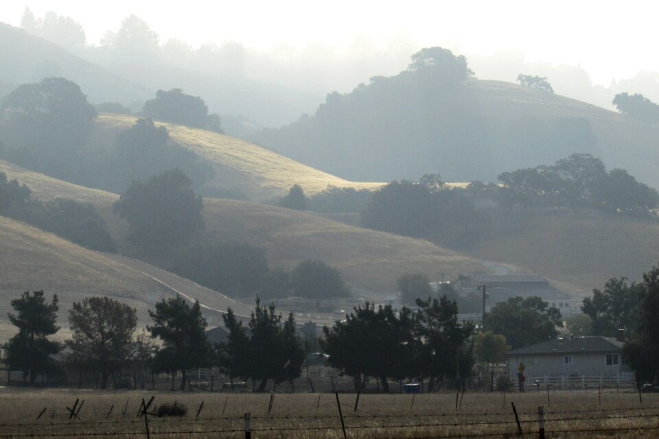 Rural trees landscape