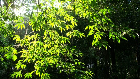 Solar light landscapes trees