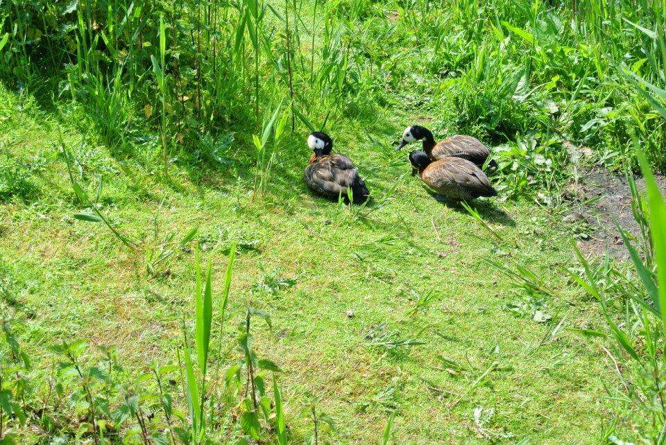 Water bird poultry