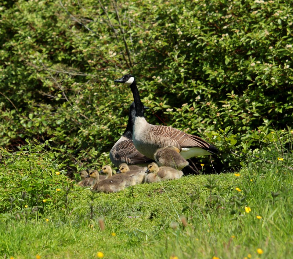Canada geese migratory birds animal