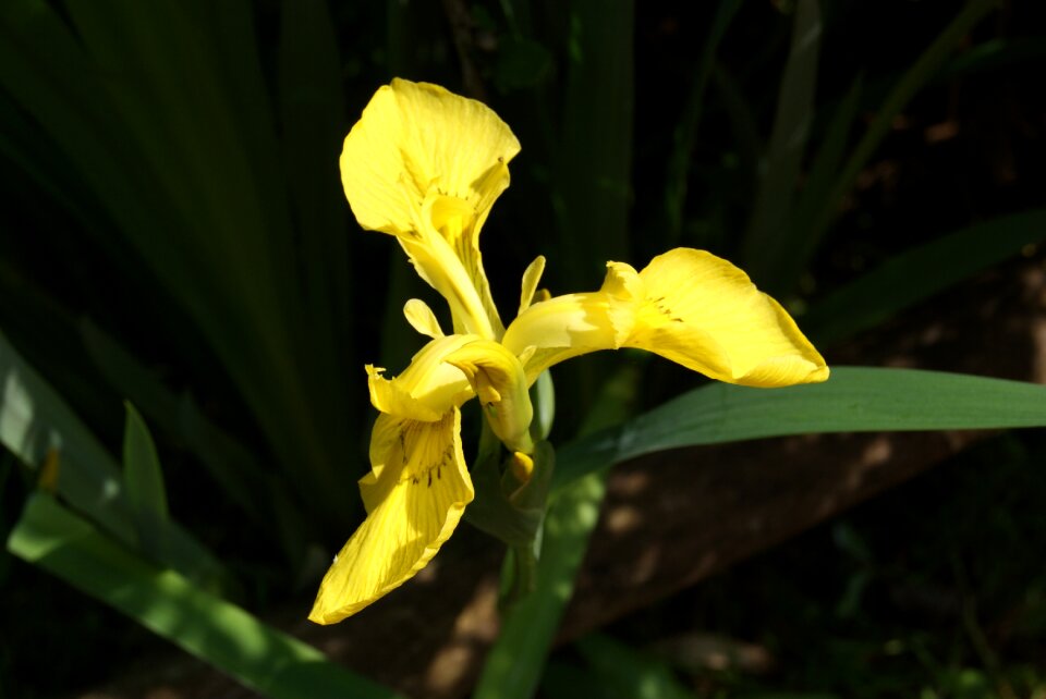 Bloom plant macro