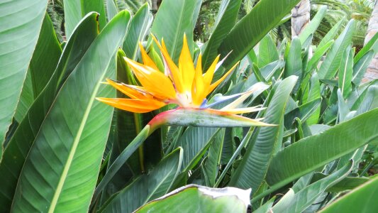 Flower blossom bloom