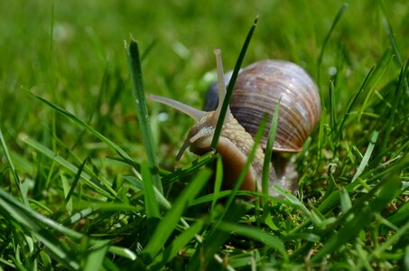 Snail mollusk shell