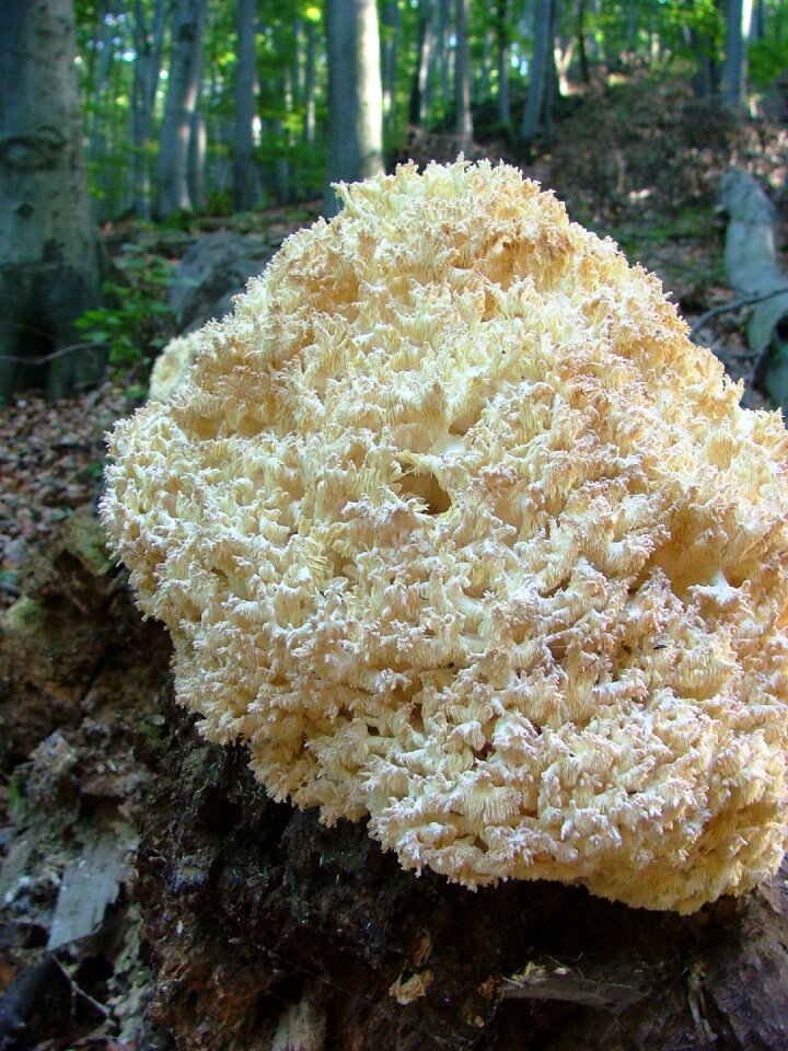 Forest nature beech hg