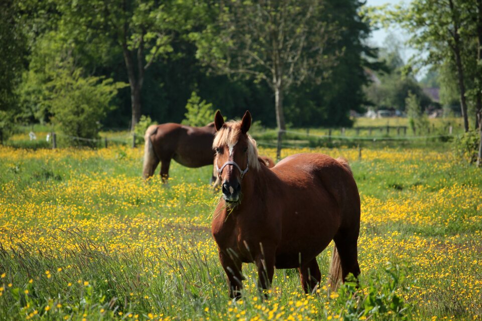 Pasture nature graze