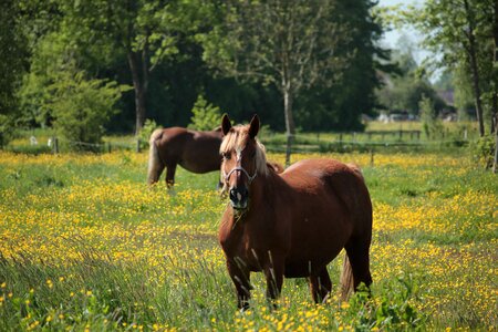 Pasture nature graze